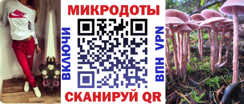 как найти   Кущёвская  Галлюциногенные грибы Psilocybe 